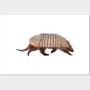 Armadillo Posters and Art